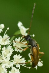Alosterna tabacicolor