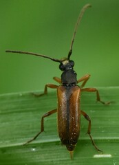 Alosterna tabacicolor
