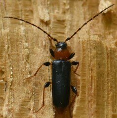 Phymatodes testaceus