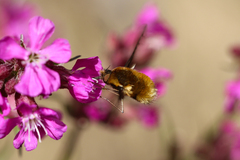 Bombylius medius