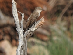 Muscicapa striata balearica