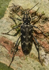 Xylotrechus rusticus