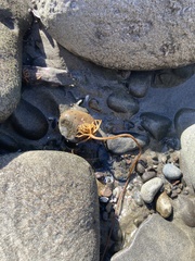 Macrocystis pyrifera