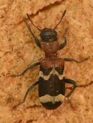 Thanasimus formicarius