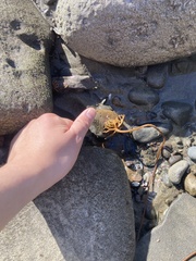 Macrocystis pyrifera