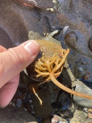 Macrocystis pyrifera