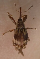 Anthonomus rectirostris