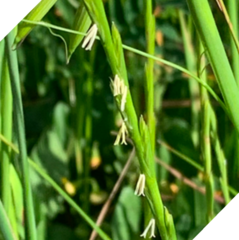 Thinopyrum intermedium