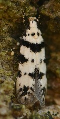 Pseudotelphusa scalella