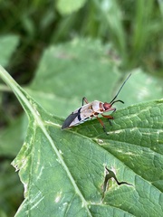Dysdercus bimaculatus