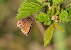 Callophrys eryphon