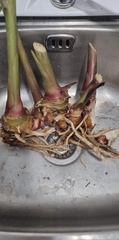 Hedychium gardnerianum