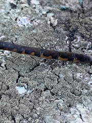 Hemicordulia armstrongi