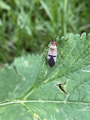 Dysdercus bimaculatus