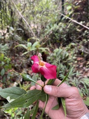 Symbolanthus australis