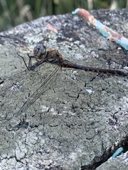 Hemicordulia armstrongi