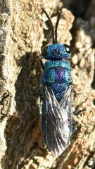 Chrysis indigotea