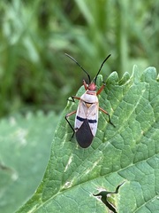 Dysdercus bimaculatus