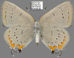 Satyrium acadica
