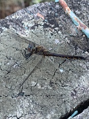 Hemicordulia armstrongi