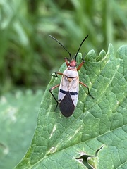 Dysdercus bimaculatus