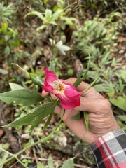 Symbolanthus australis