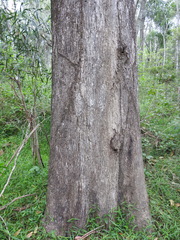 Eucalyptus moluccana
