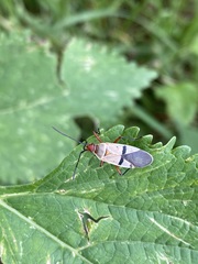 Dysdercus bimaculatus