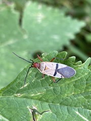 Dysdercus bimaculatus