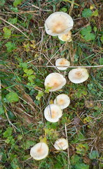 Hygrophorus lucorum