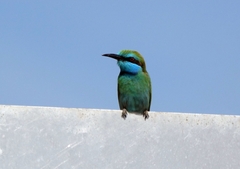 Merops cyanophrys