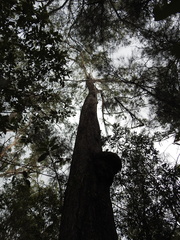 Eucalyptus moluccana