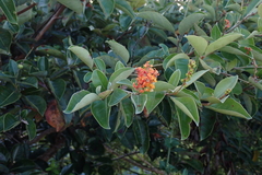 Byrsonima crassifolia