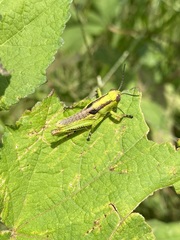 Melanoplus differentialis