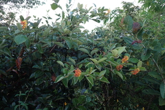 Byrsonima crassifolia