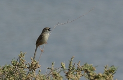 Prinia lepida