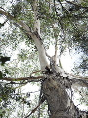 Eucalyptus moluccana