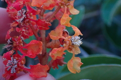 Byrsonima crassifolia