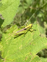 Melanoplus differentialis