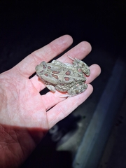 Sclerophrys garmani