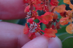 Byrsonima crassifolia