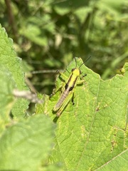 Melanoplus differentialis