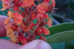 Byrsonima crassifolia