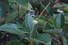 Byrsonima crassifolia