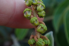 Byrsonima crassifolia