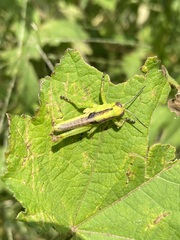 Melanoplus differentialis