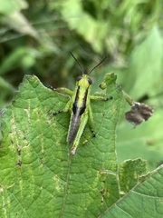 Melanoplus differentialis