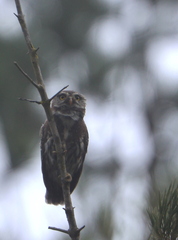Glaucidium nana