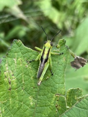 Melanoplus differentialis