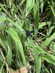 Penthosia satanica